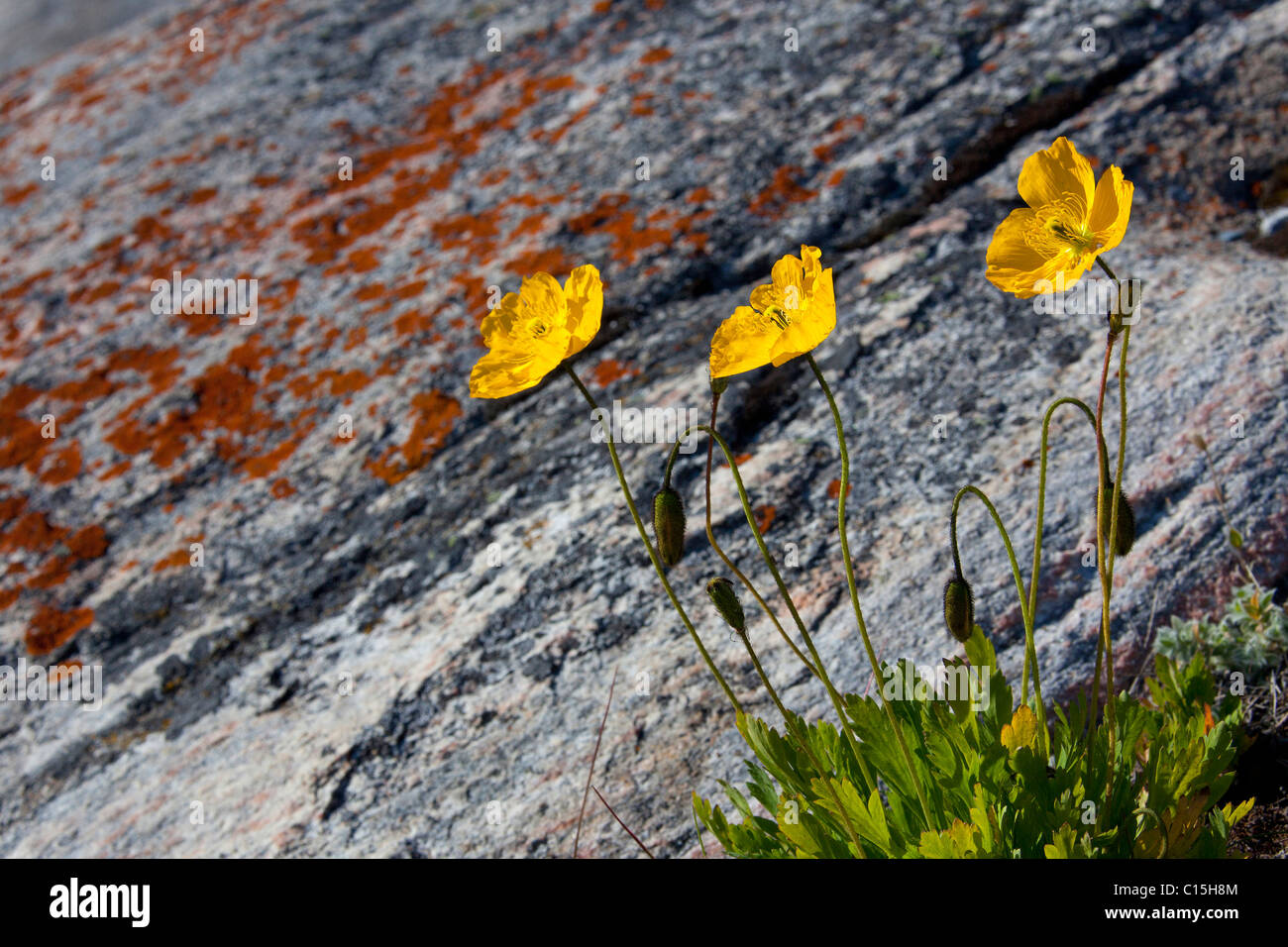 Le pavot arctique (Papaver radicatum), la floraison. La baie de Disko, le Groenland. Banque D'Images