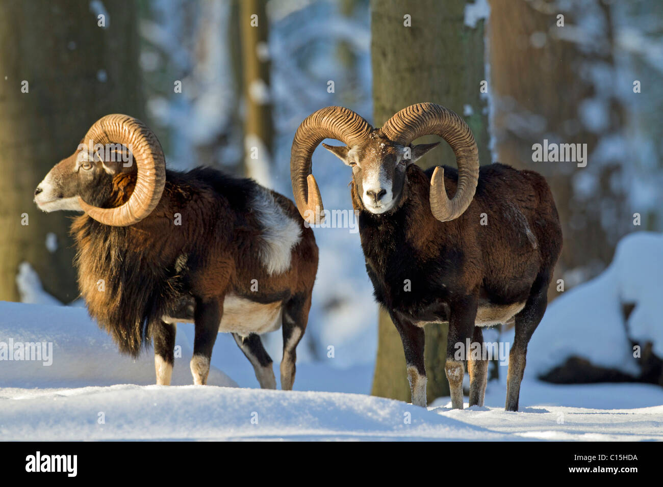 Mouflon (Ovis ammon), deux béliers dans la neige. Banque D'Images