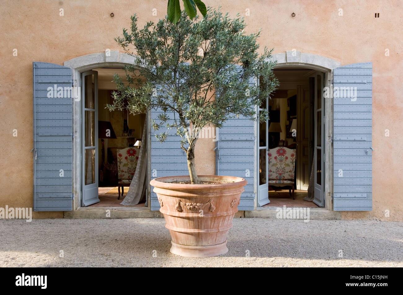 Olivier en pot en terre cuite dans un grand pot en face de portes à volets  français Photo Stock - Alamy