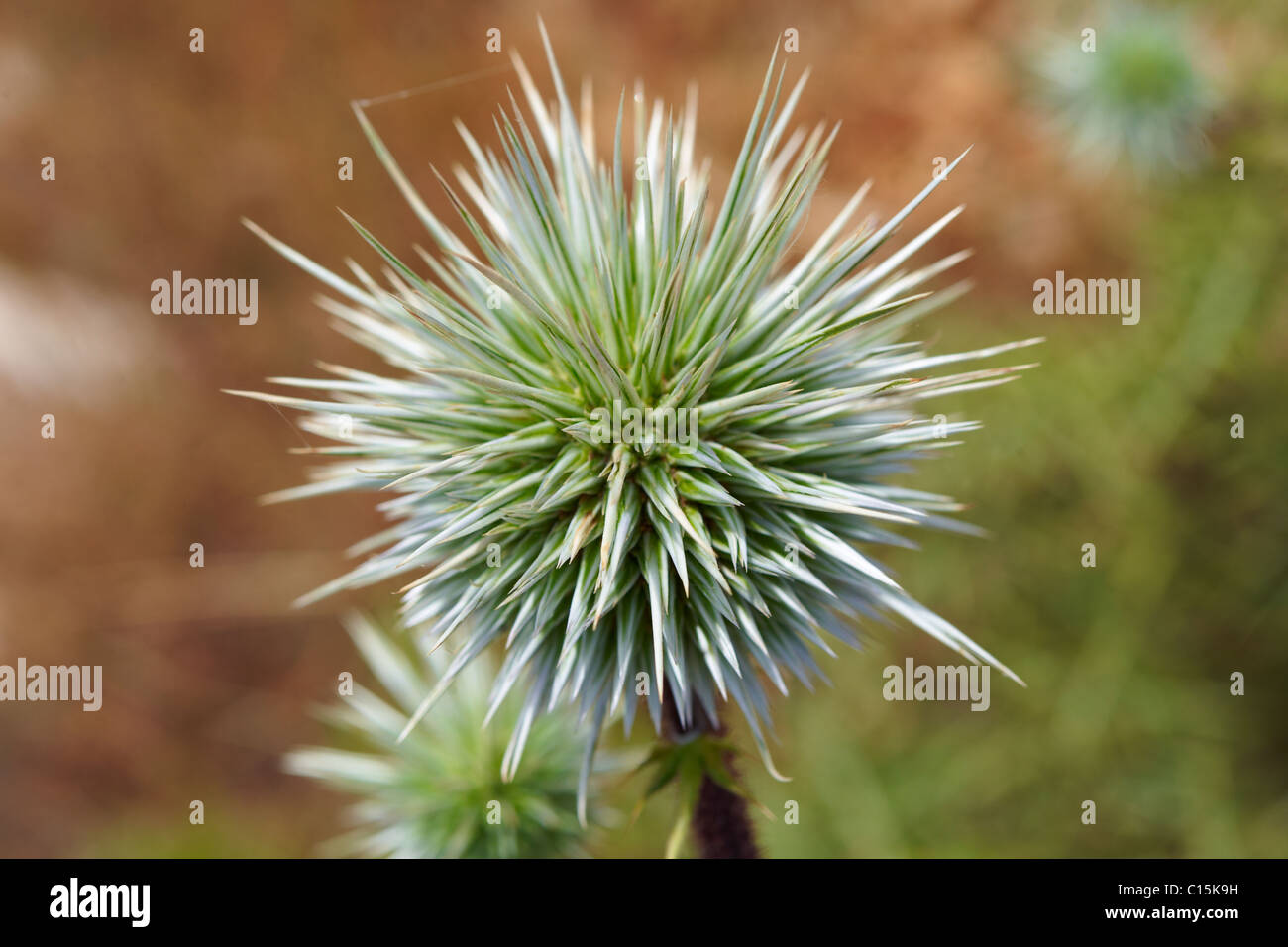 Graines de chardon sauvage, Syros Grèce Banque D'Images