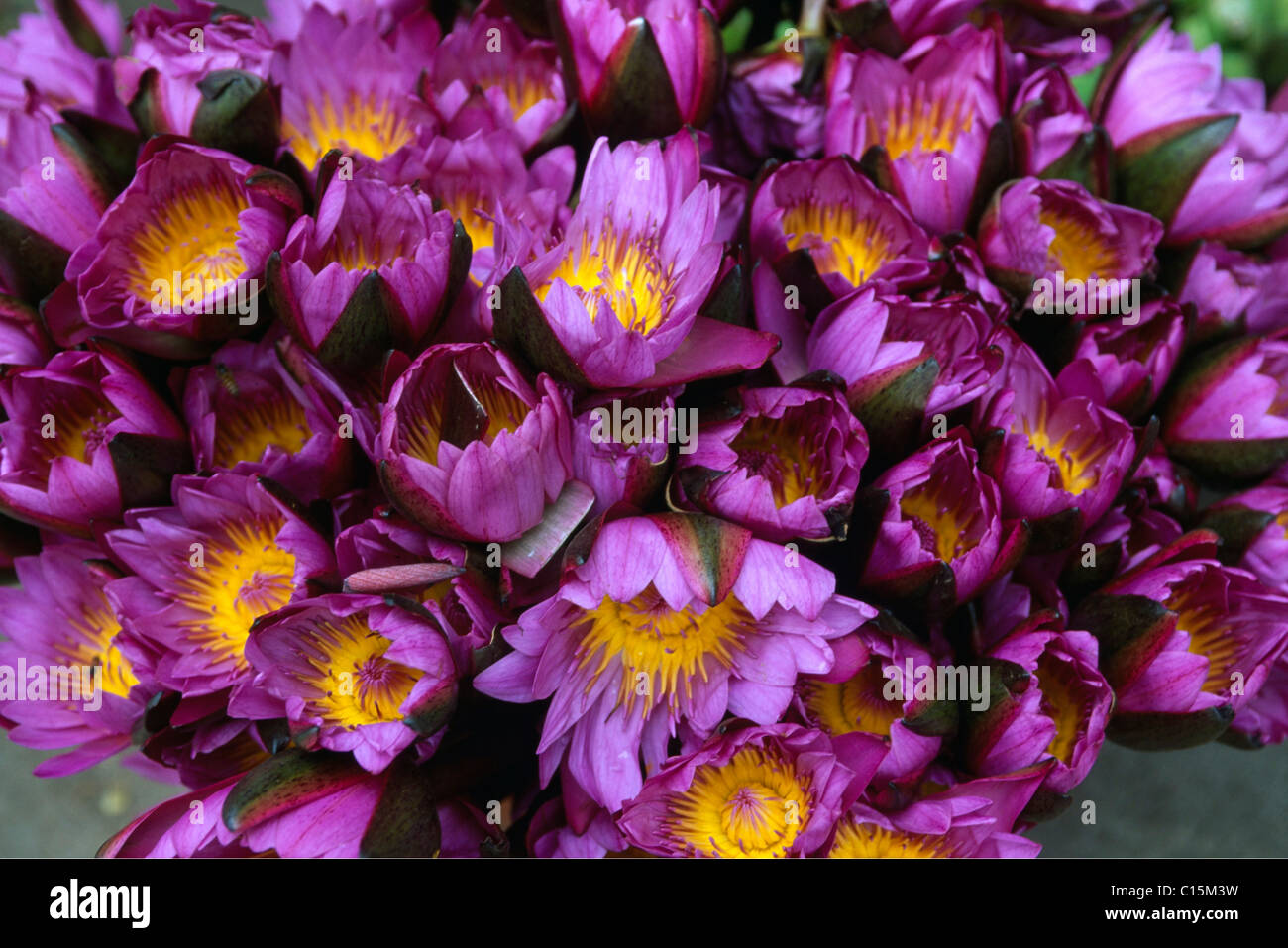 En tant qu'offrande de fleurs de lotus, offrant au Sri Dalada Maligawa, Le Temple de la Dent à Kandy, Sri Lanka, Asie Banque D'Images