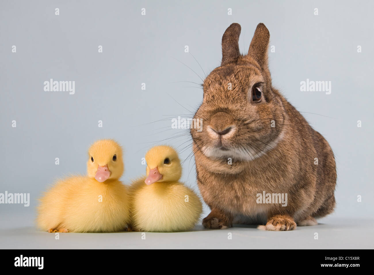 Deux canetons et lapin, studio shot Banque D'Images