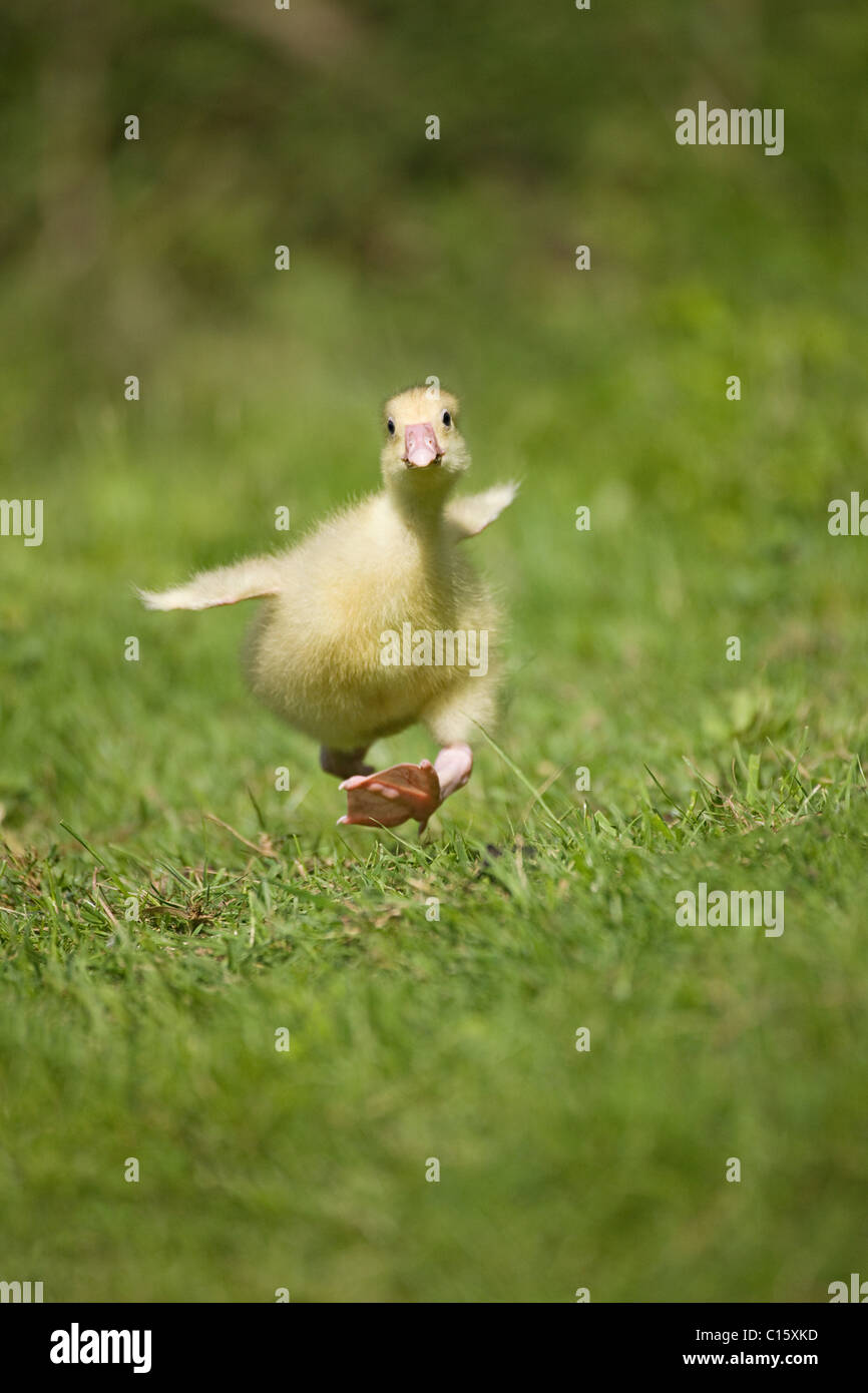 Un oisillon s'exécutant sur l'herbe en essayant de décoller Banque D'Images