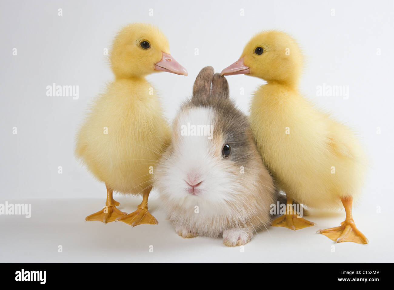 Deux canetons et lapin, studio shot Banque D'Images