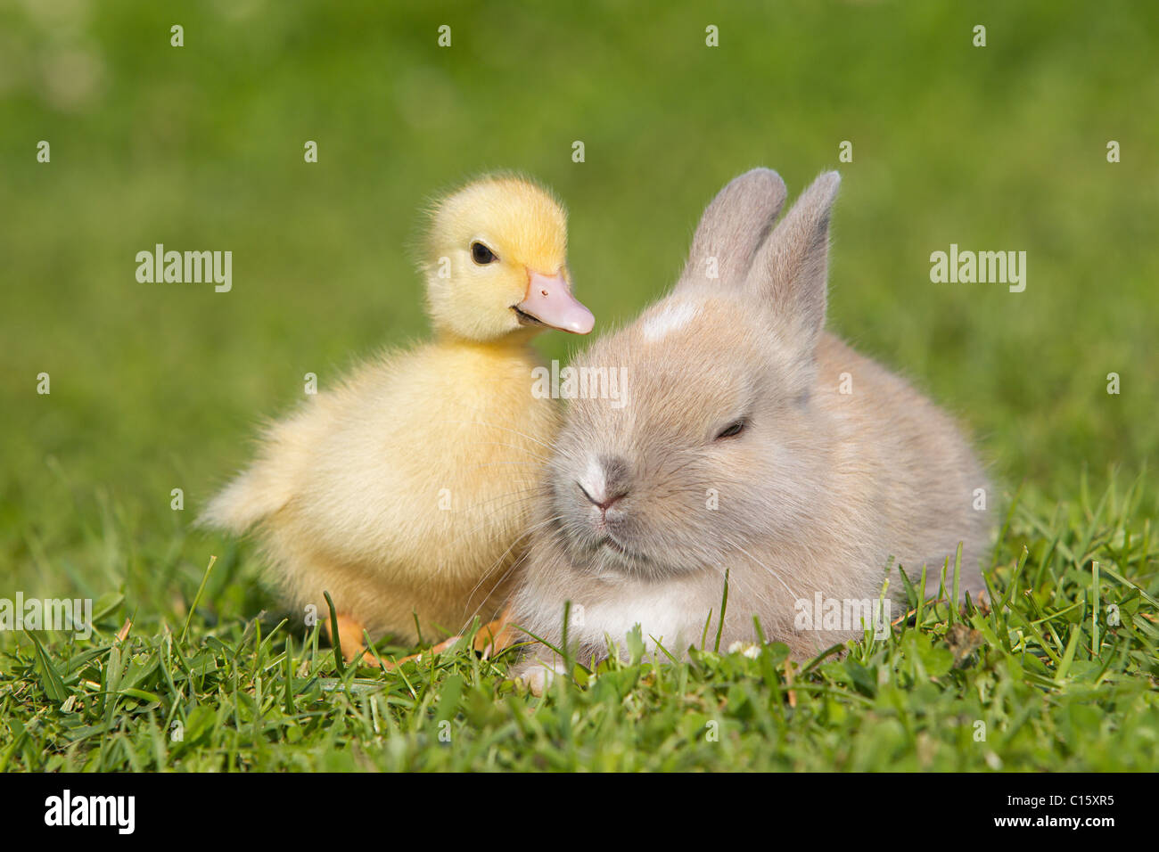 Lapin Canard Banque D Image Et Photos Alamy