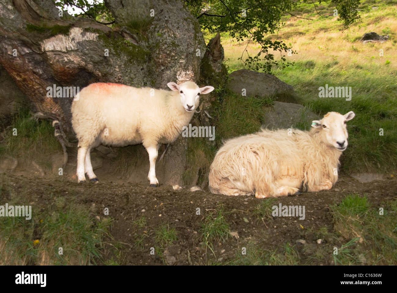 Une brebis curieux avec de l'agneau dans le Welsh Hills, Réserve Naturelle Gilfach Rhayader Powys Pays de Galles au Royaume-Uni. Banque D'Images