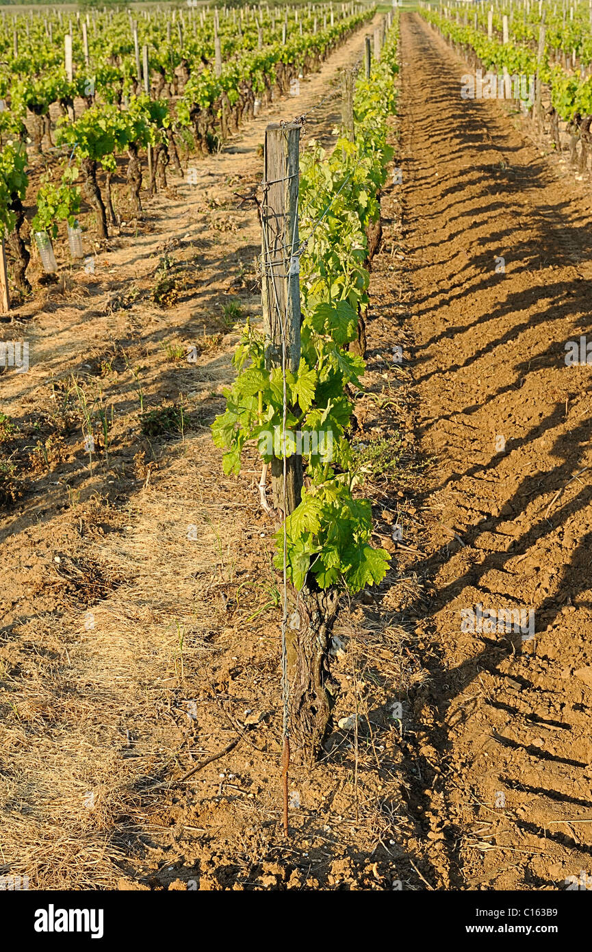 Vine yard, Pineau des Charentes, Charente Maritime, France Banque D'Images