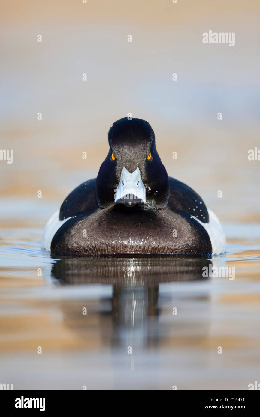Fuligule morillon Aythya fuligula ; ; sur l'eau ; Banque D'Images