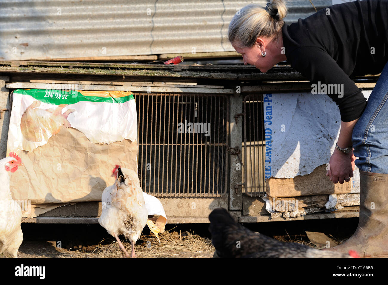 Stock photo d'une femme, entre 40 et 46, les petits chcekcing sa poule couveuse dans une cage. Banque D'Images