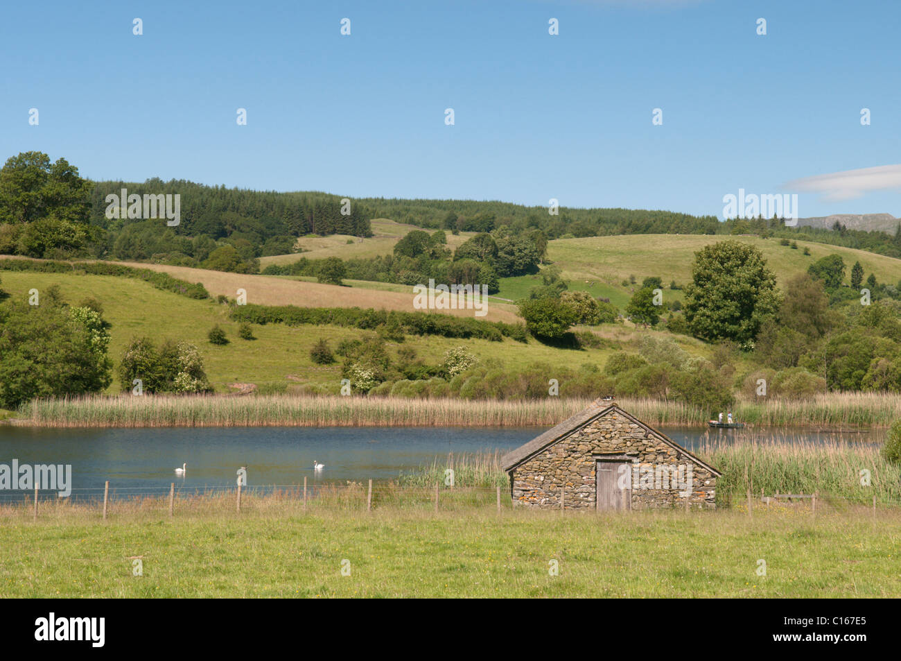 Esthwaite Water. Voir l'ouest sur le nord du lac. , Cumbria (Royaume-Uni). Le Lake District. De juin. Banque D'Images