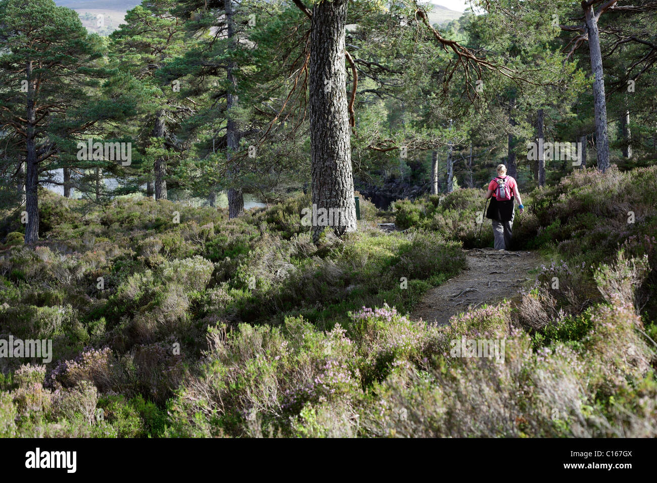 Walker pour un chemin Glen Affric, Ecosse, Septembre 2010 Banque D'Images