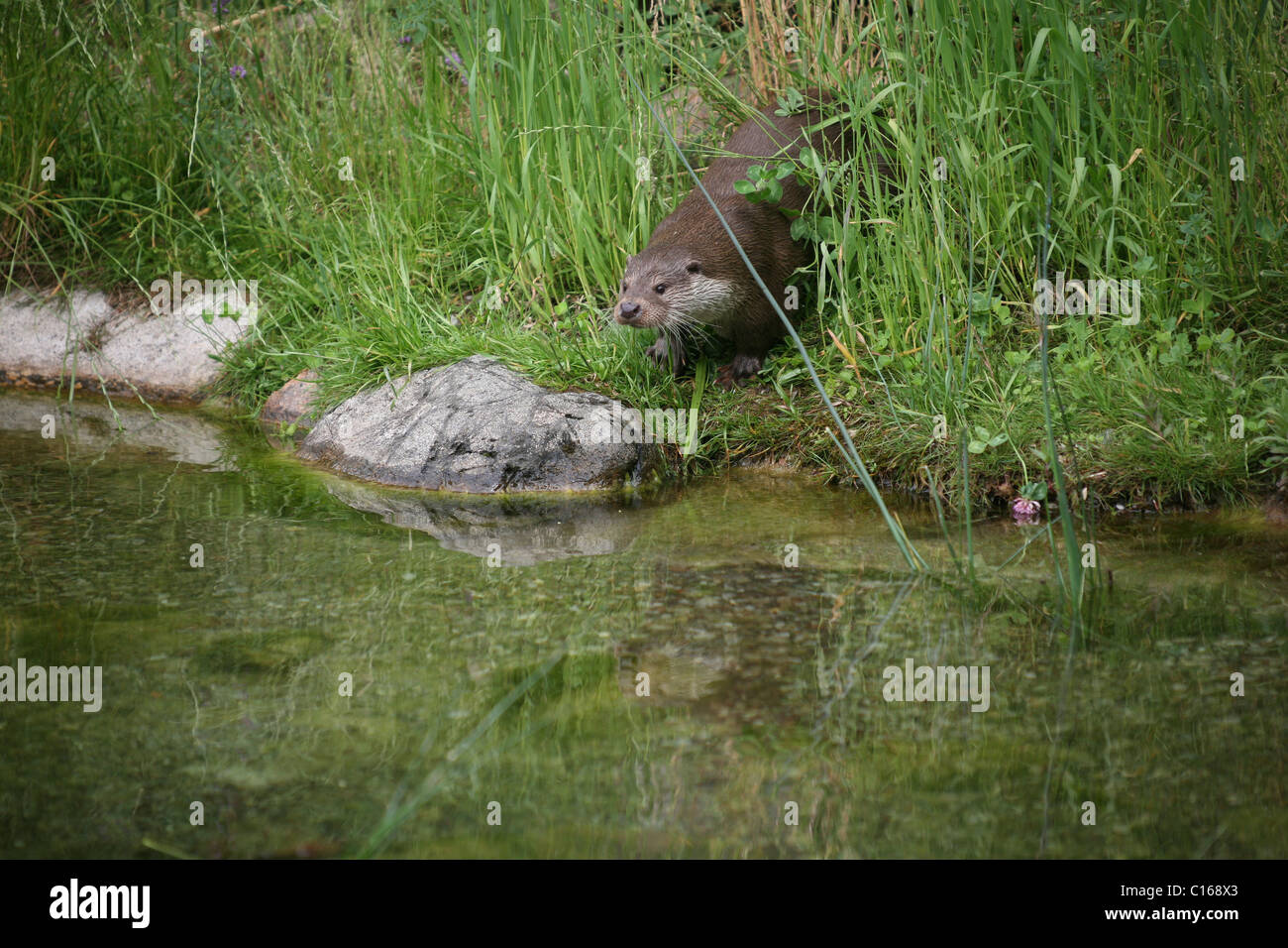 La loutre d'eurasie ou conjoint de la loutre (Lutra lutra) par un flux Banque D'Images