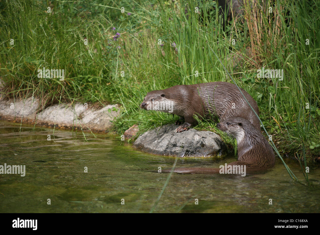 La loutre d'eurasie ou conjoint de la loutre (Lutra lutra) par un flux Banque D'Images