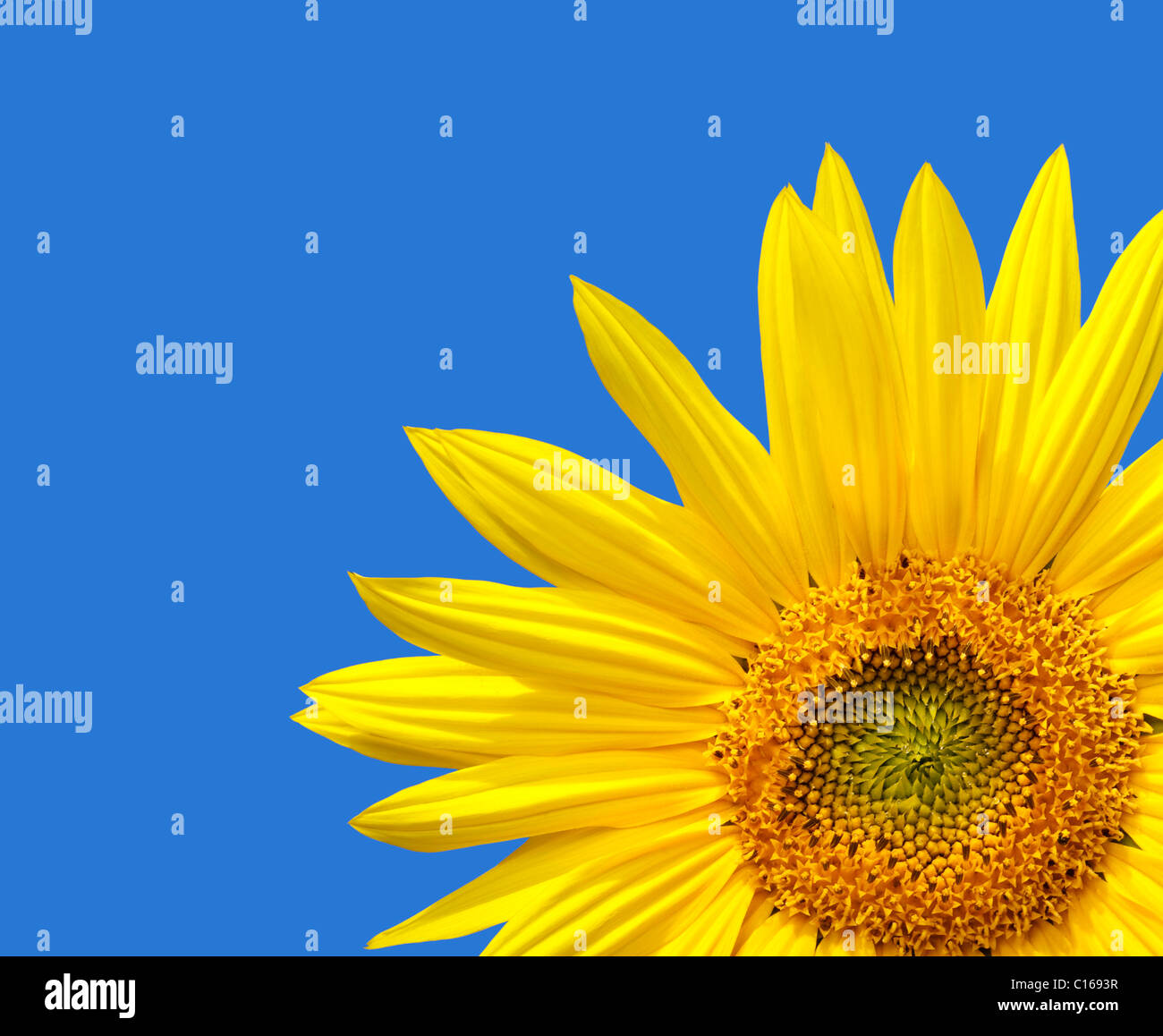 La conception de tournesol cultivés avec l'exemplaire de l'espace sur un fond de ciel bleu. Le bleu est une couleur solide, facilement étendu. Banque D'Images