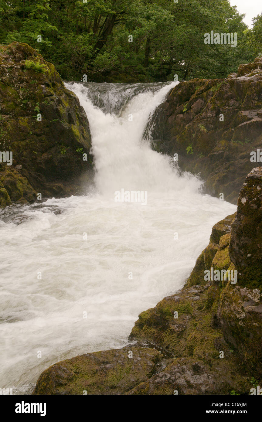 Skelwith vigueur, rivière Brathay. , Cumbria (Royaume-Uni). De juin. Banque D'Images
