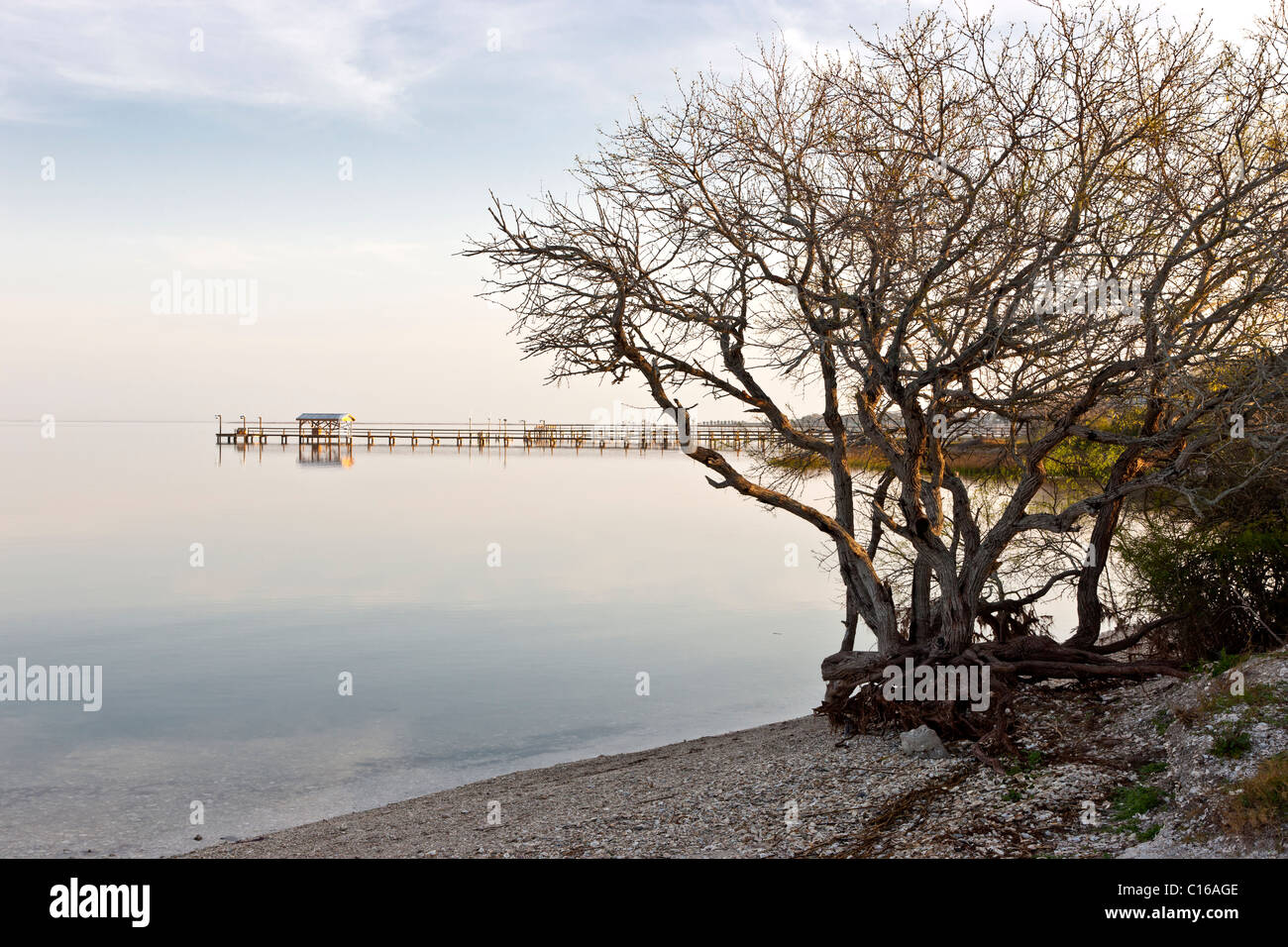 Surplombant la baie de Copano, les arbres de Mesquite, les pêcheurs privés au loin. Banque D'Images