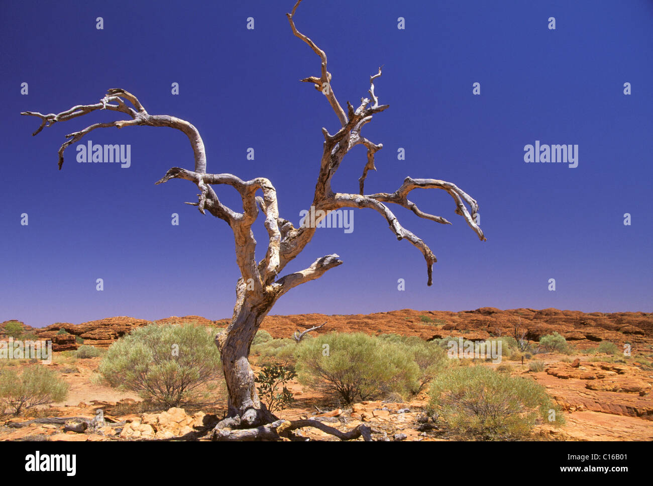 Arbre mort au centre rouge, semi-désertique dans l'outback, Territoire du Nord, Australie Banque D'Images