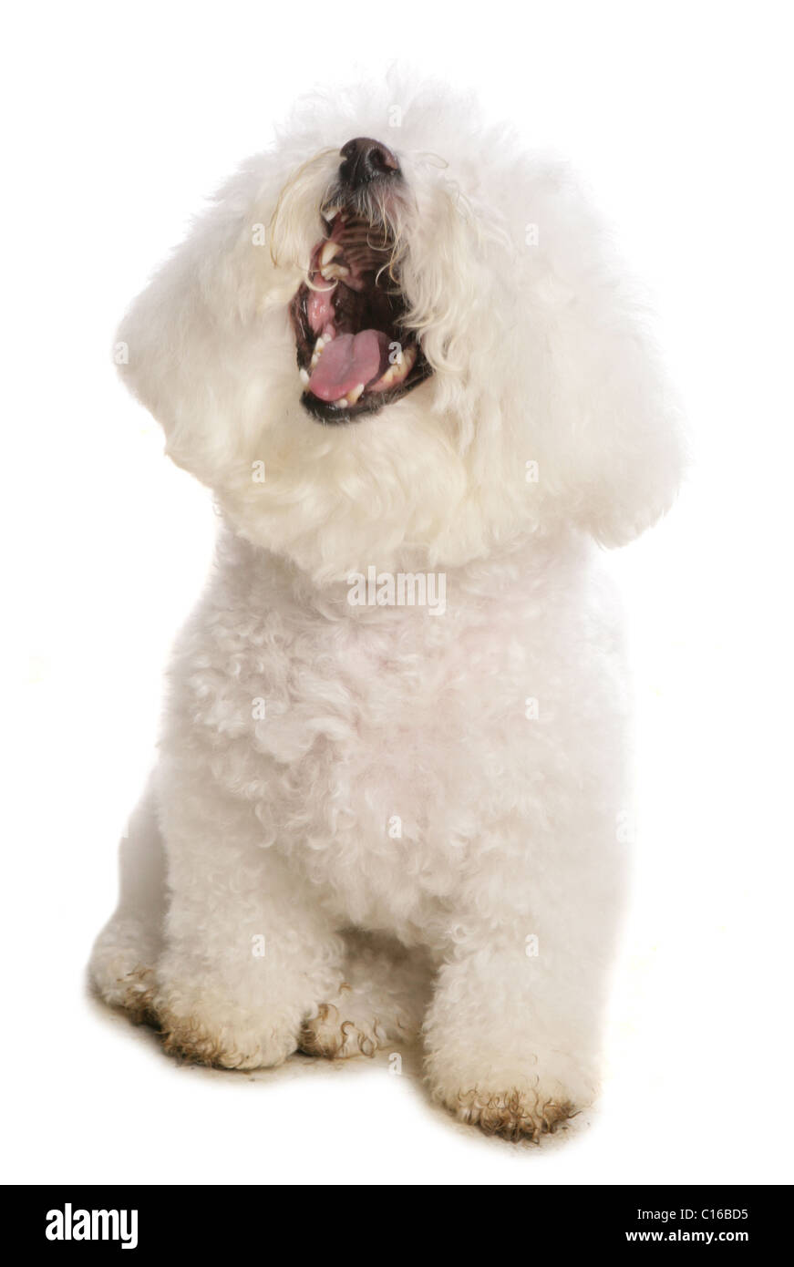 Bichon Frise adulte seul assis dans le studio UK Banque D'Images