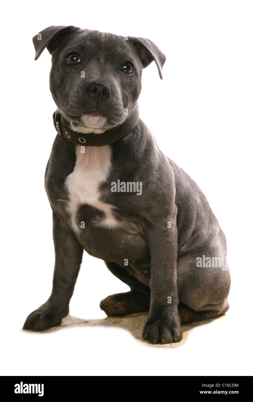 Staffordshire Bull Terrier puppy sitting unique en studio UK Banque D'Images