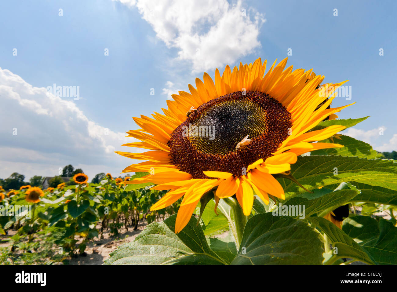 Les tournesols et les bourdons. Banque D'Images