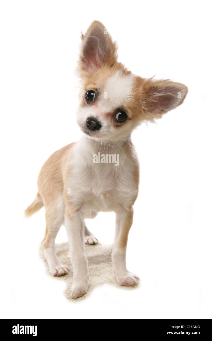 Chihuahua adulte seul debout dans un studio UK Banque D'Images
