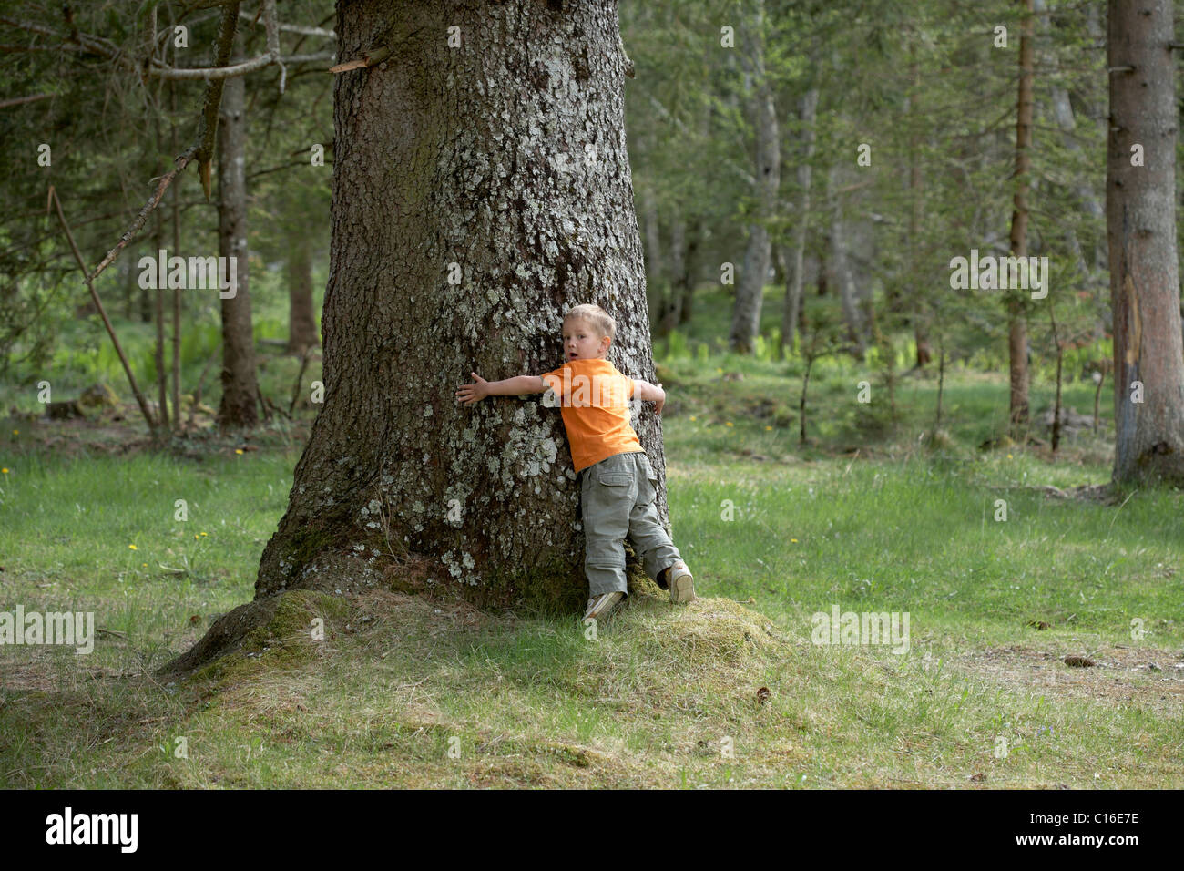 Petit boy hugging un arbre, Maltatal Vallée, Carinthie, Autriche, Europe Banque D'Images