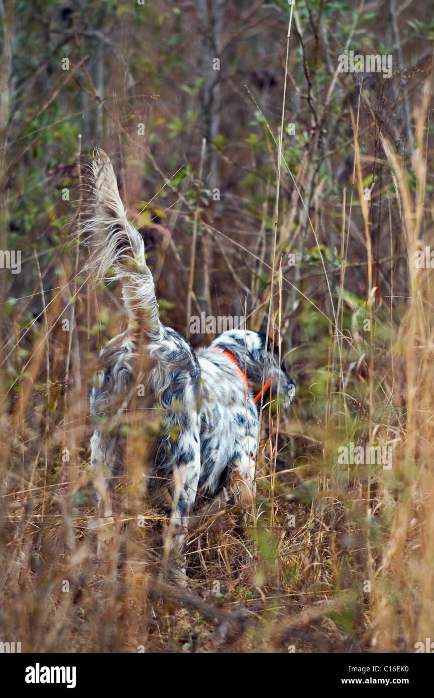 Setter anglais sur point durant une Colins Hunt dans le Piney Woods de Dougherty Comté (Géorgie) Banque D'Images