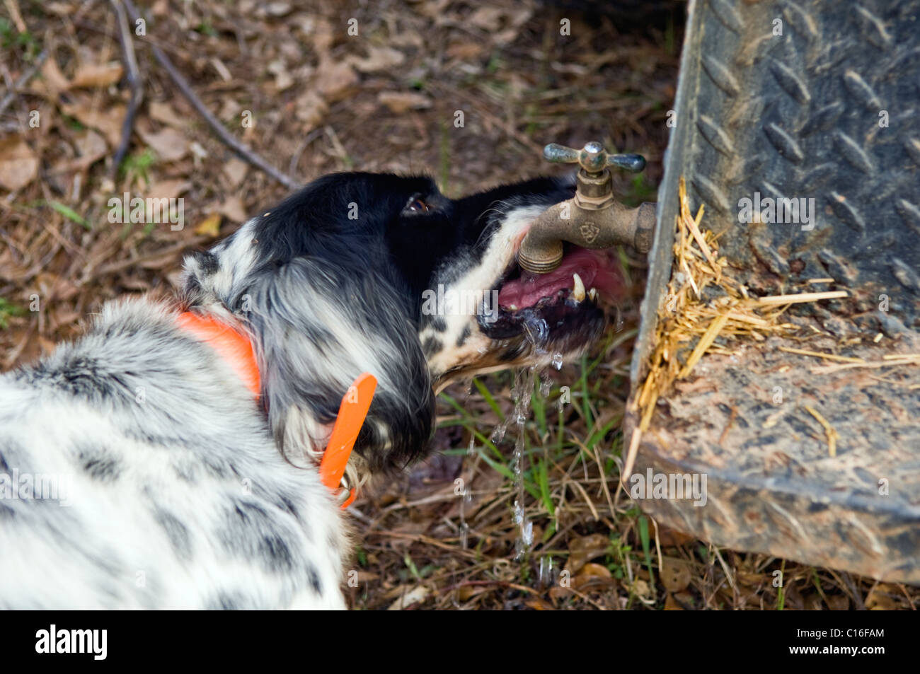 Setter anglais l'eau potable de la partie saillante au cours d'une chasse aux cailles Bob White dans le Piney Woods de Dougherty Comté (Géorgie) Banque D'Images