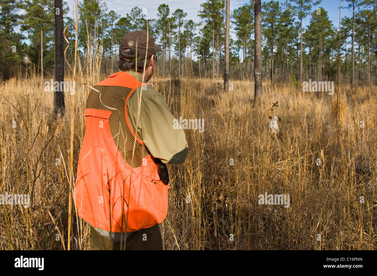 Chasseur d'oiseaux des hautes terres, Setter Anglais et les oiseaux de chasse lors d'une chasse dans le Colin de Piney Woods de la Géorgie Banque D'Images