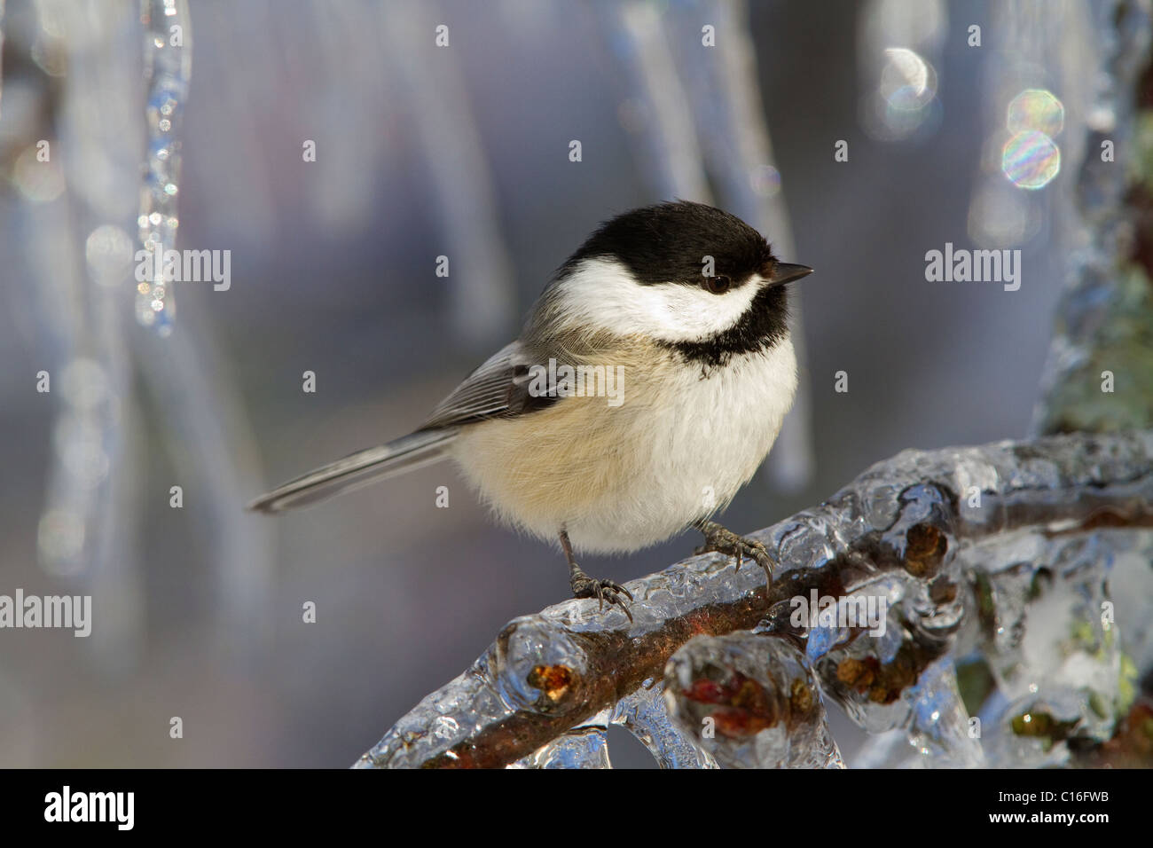 La Mésange Oiseau se trouve perché sur une branche couverte de glace d'un pommier après l'hiver, la tempête de pluie verglaçante. Banque D'Images