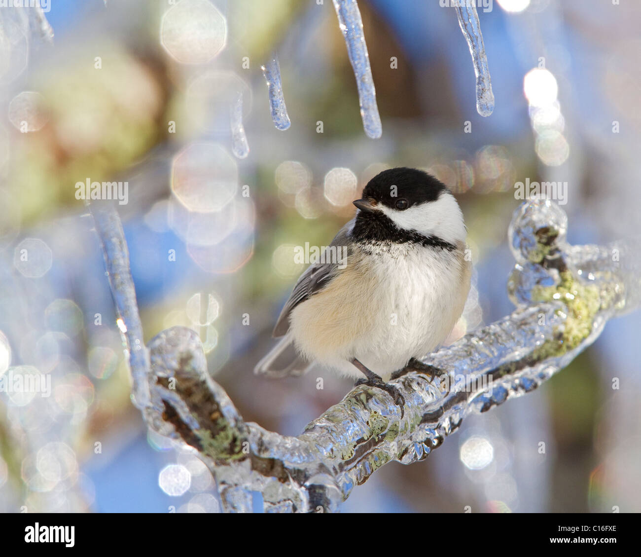 La Mésange Oiseau se trouve perché sur une branche couverte de glace d'un pommier après l'hiver, la tempête de pluie verglaçante. Banque D'Images