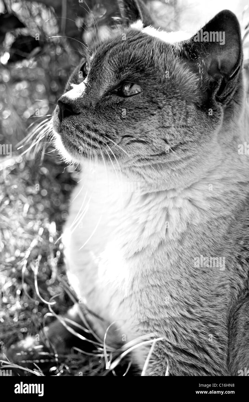 Chat Siamois Blue Point Banque D'Images