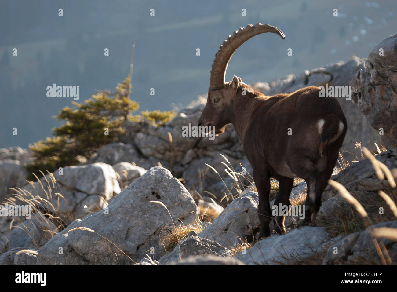 Les mâles Bouquetin des Alpes (Capra ibex) dans les Alpes françaises, Le Grand Bornand, Haute Savoie, France. Banque D'Images