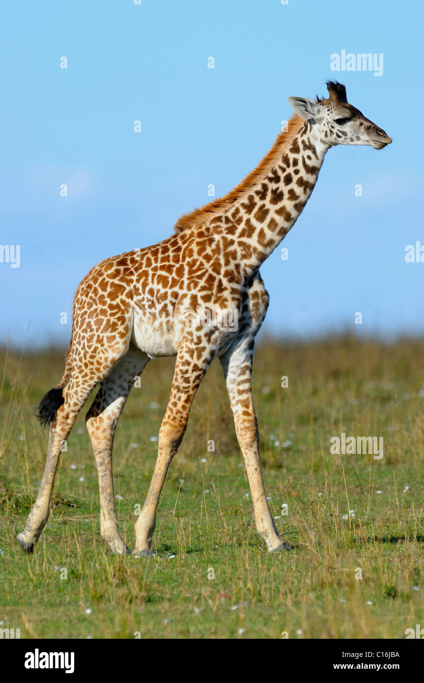 Les Masais Girafe (Giraffa camelopardalis tippelskirchi), veau, la Réserve Naturelle de Masai Mara, Kenya, Afrique de l'Est Banque D'Images