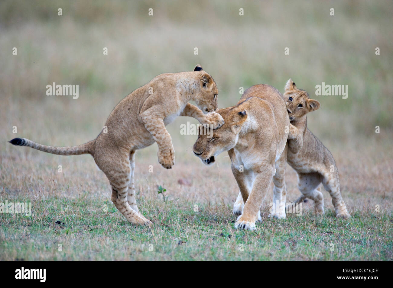 Lioness (Panthera leo) jouant avec les louveteaux, la réserve de Masai Mara, Kenya, Afrique de l'Est Banque D'Images