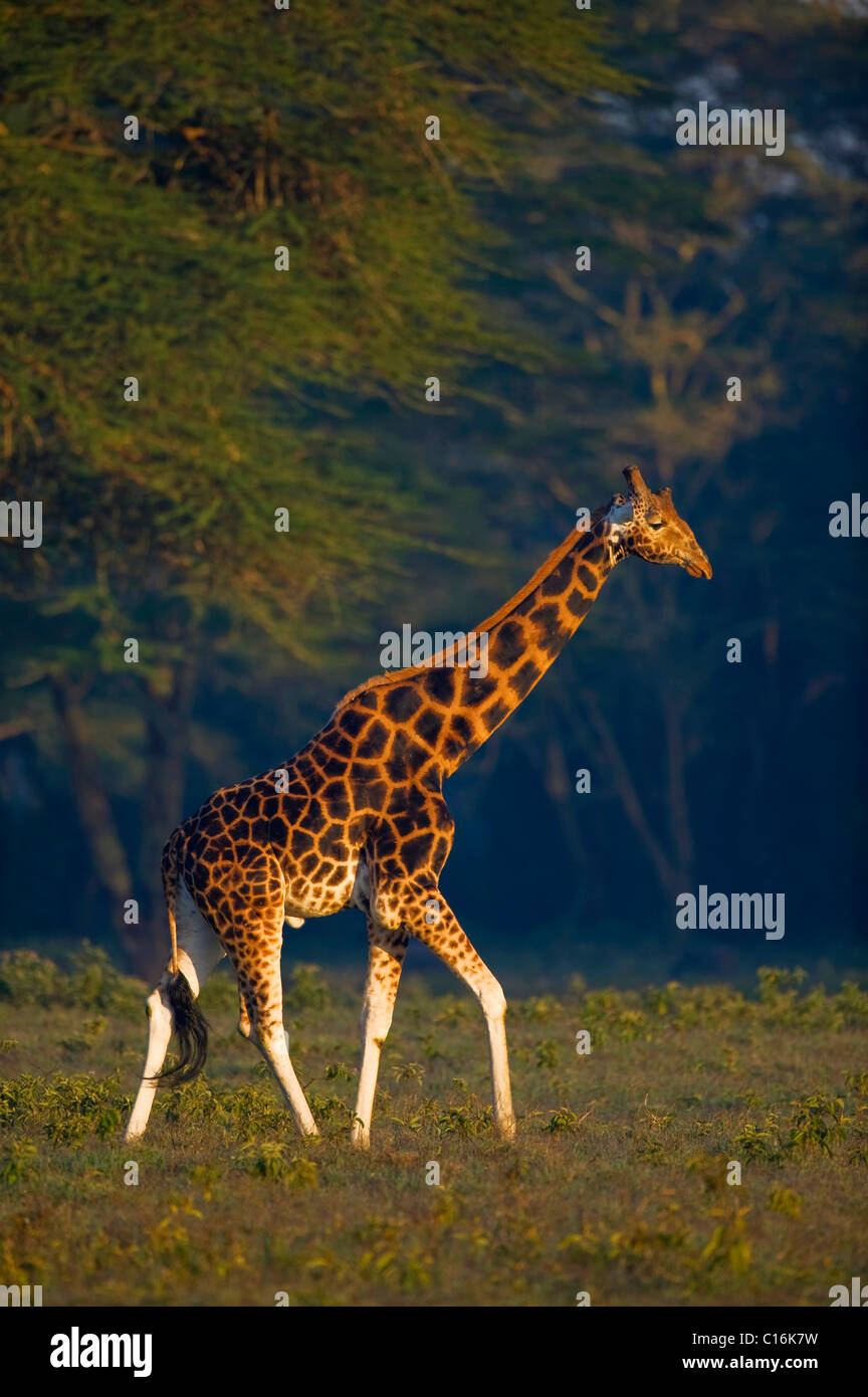 Rothschild Girafe (Giraffa camelopardalis rothschildi) dans la première lumière du jour, le lac Nakuru, parc national, Kenya, Afrique de l'Est Banque D'Images