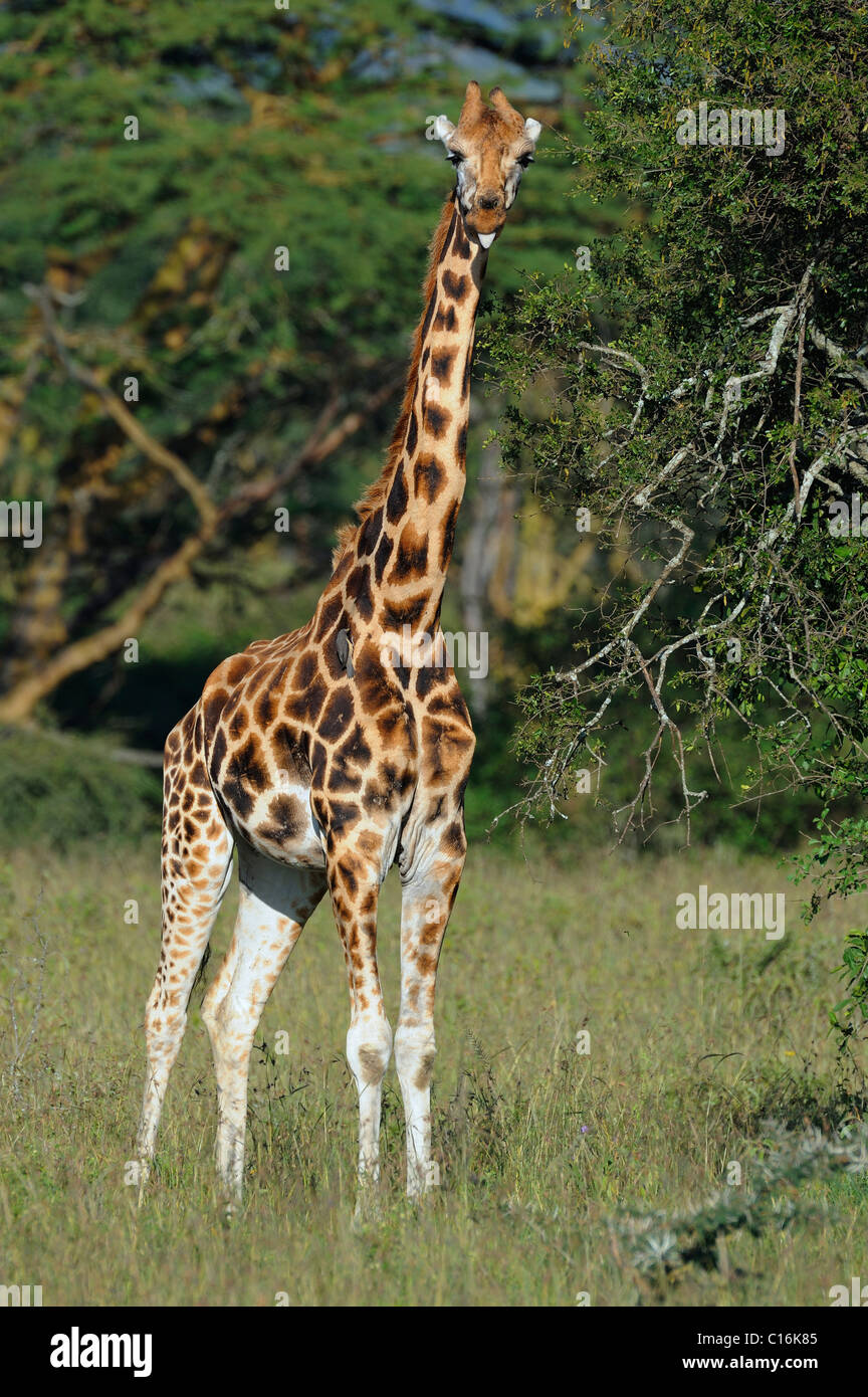 Rothschild Girafe (Giraffa camelopardalis rothschildi), le lac Nakuru, parc national, Kenya, Afrique de l'Est Banque D'Images