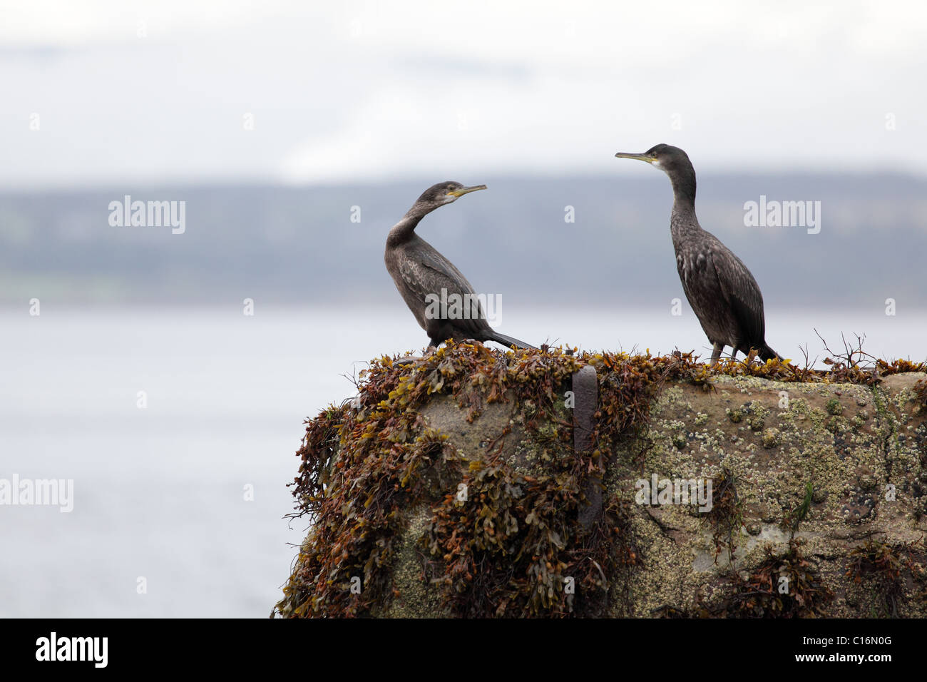 Cormoran (Phalacrocorax carbo), Black Isle, Ecosse Banque D'Images