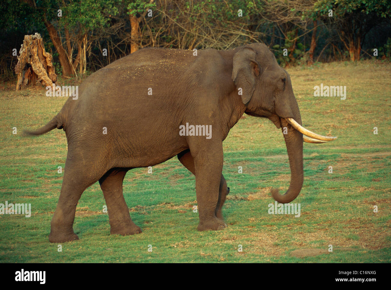 L'éléphant indien (Elephas maximus indicus) marche dans une forêt, Bandipur National Park, Chamarajanagar, Karnataka, Inde Banque D'Images