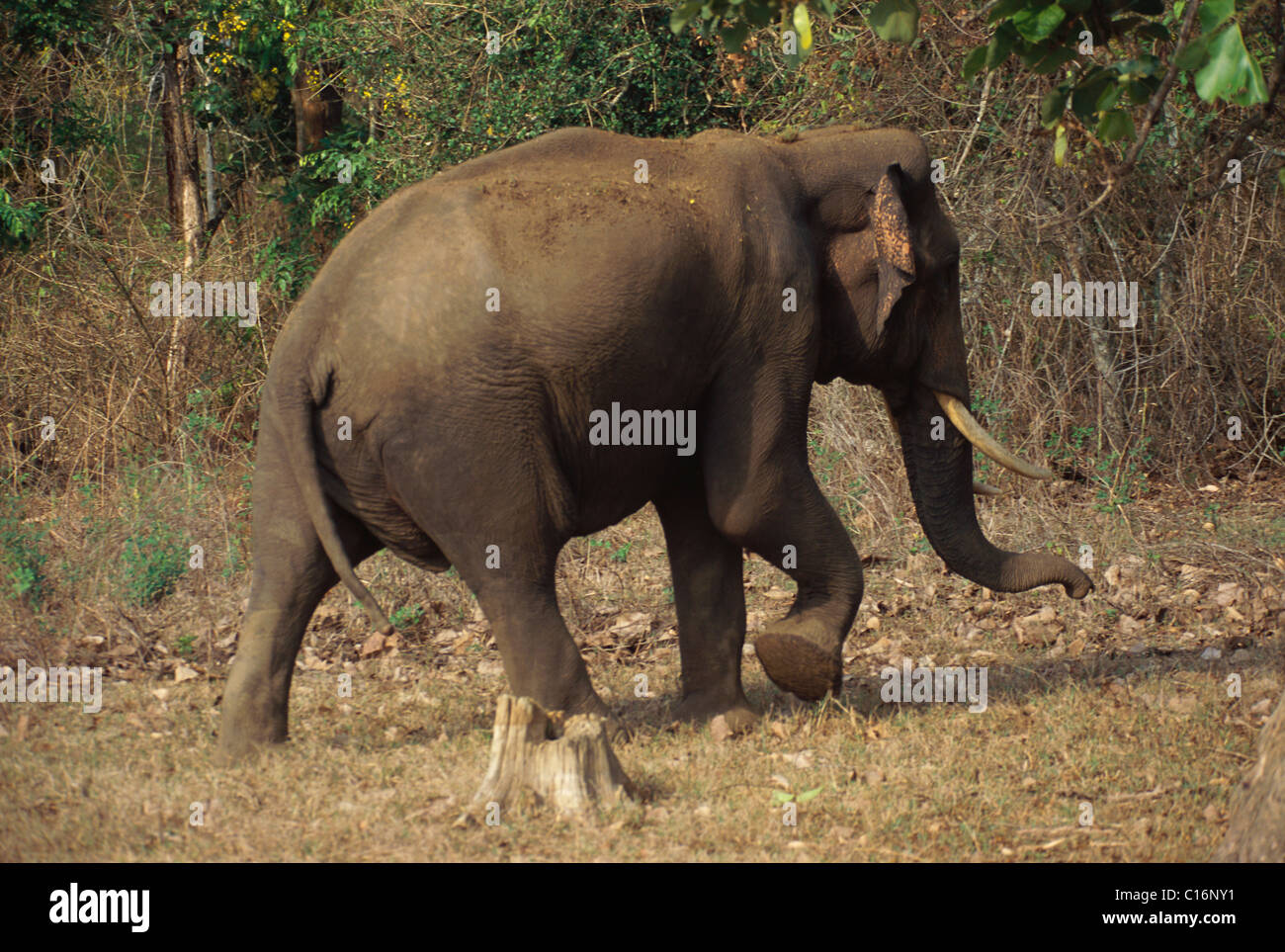 L'éléphant indien (Elephas maximus indicus) marche dans une forêt, Bandipur National Park, Chamarajanagar, Karnataka, Inde Banque D'Images