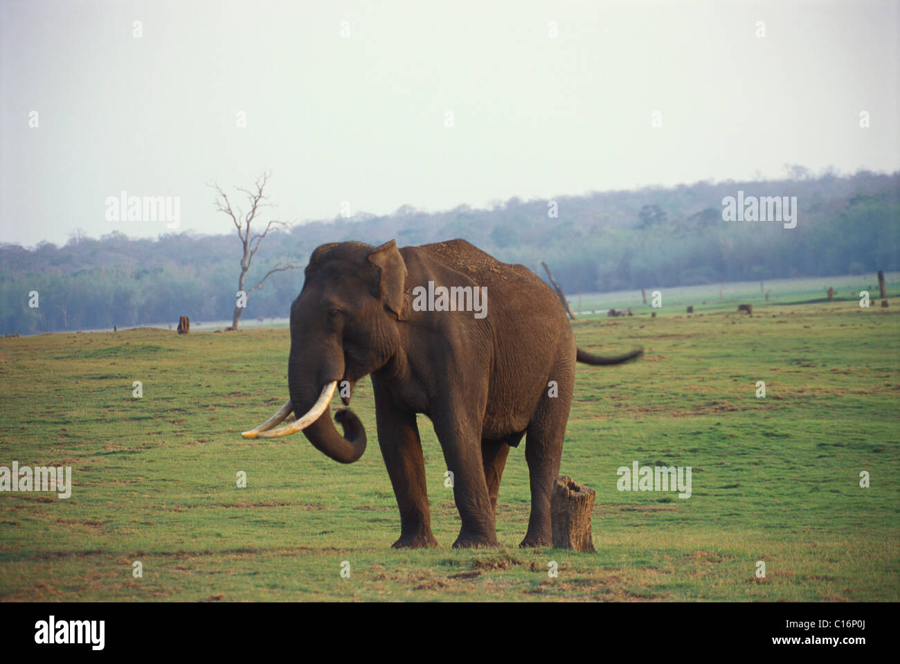 L'éléphant indien (Elephas maximus indicus) marche dans une forêt, Bandipur National Park, Chamarajanagar, Karnataka, Inde Banque D'Images