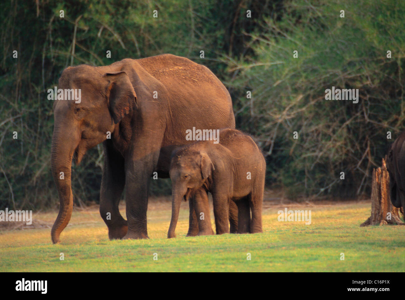 L'éléphant indien (Elephas maximus indicus) marcher avec un veau, Bandipur National Park, Chamarajanagar, Karnataka, Inde Banque D'Images