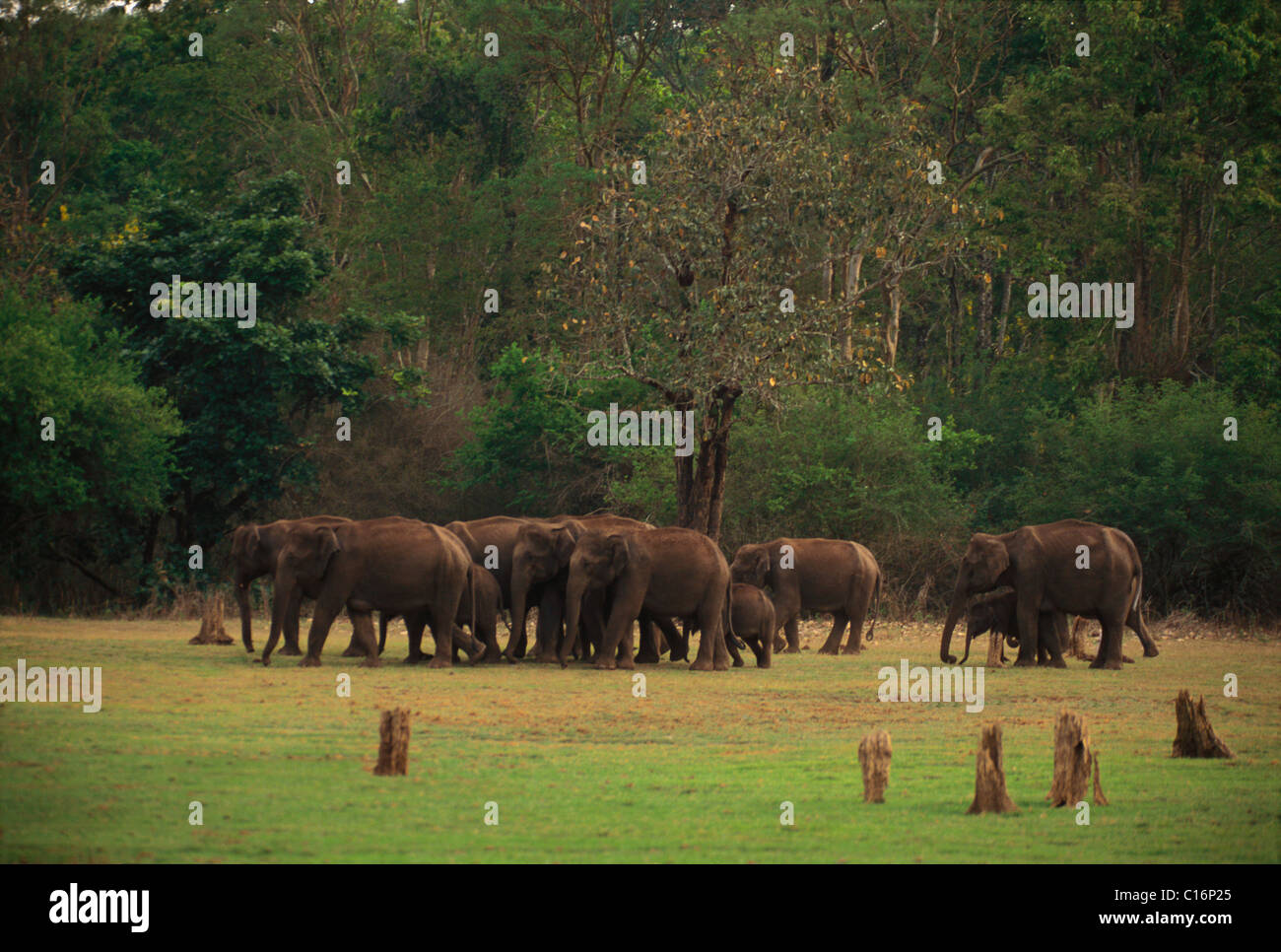 Les éléphants indiens (Elephas maximus indicus) standing in a forest, Bandipur National Park, Chamarajanagar, Karnataka, Inde Banque D'Images