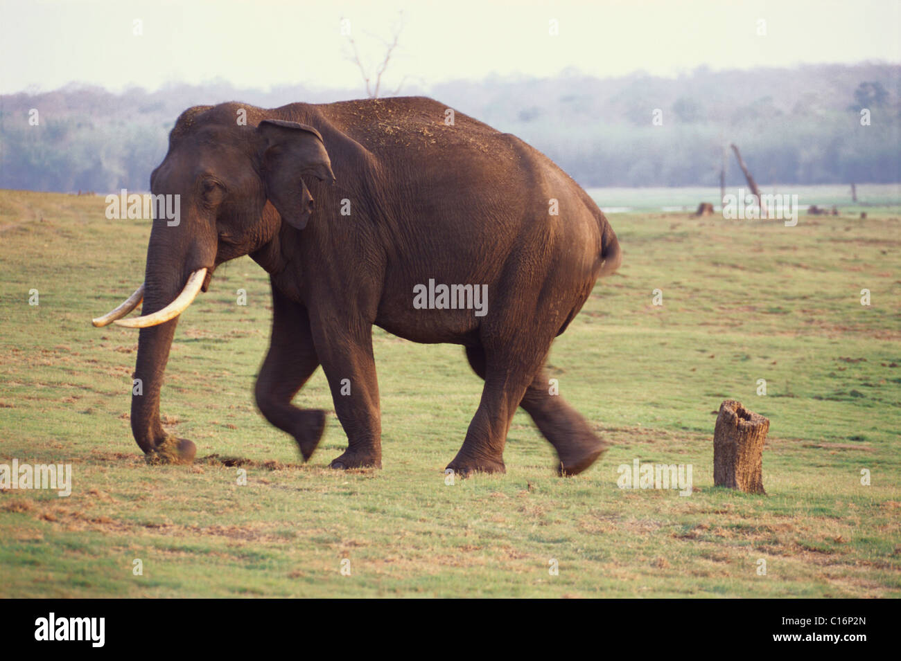 L'éléphant indien (Elephas maximus indicus) marche dans une forêt, Bandipur National Park, Chamarajanagar, Karnataka, Inde Banque D'Images