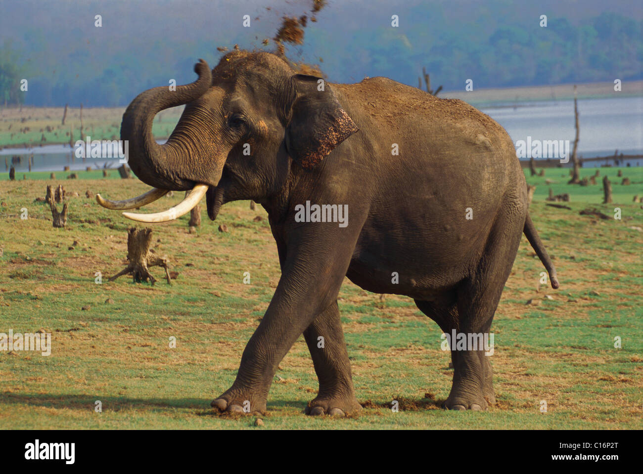 L'éléphant indien (Elephas maximus indicus) marche dans une forêt, Bandipur National Park, Chamarajanagar, Karnataka, Inde Banque D'Images