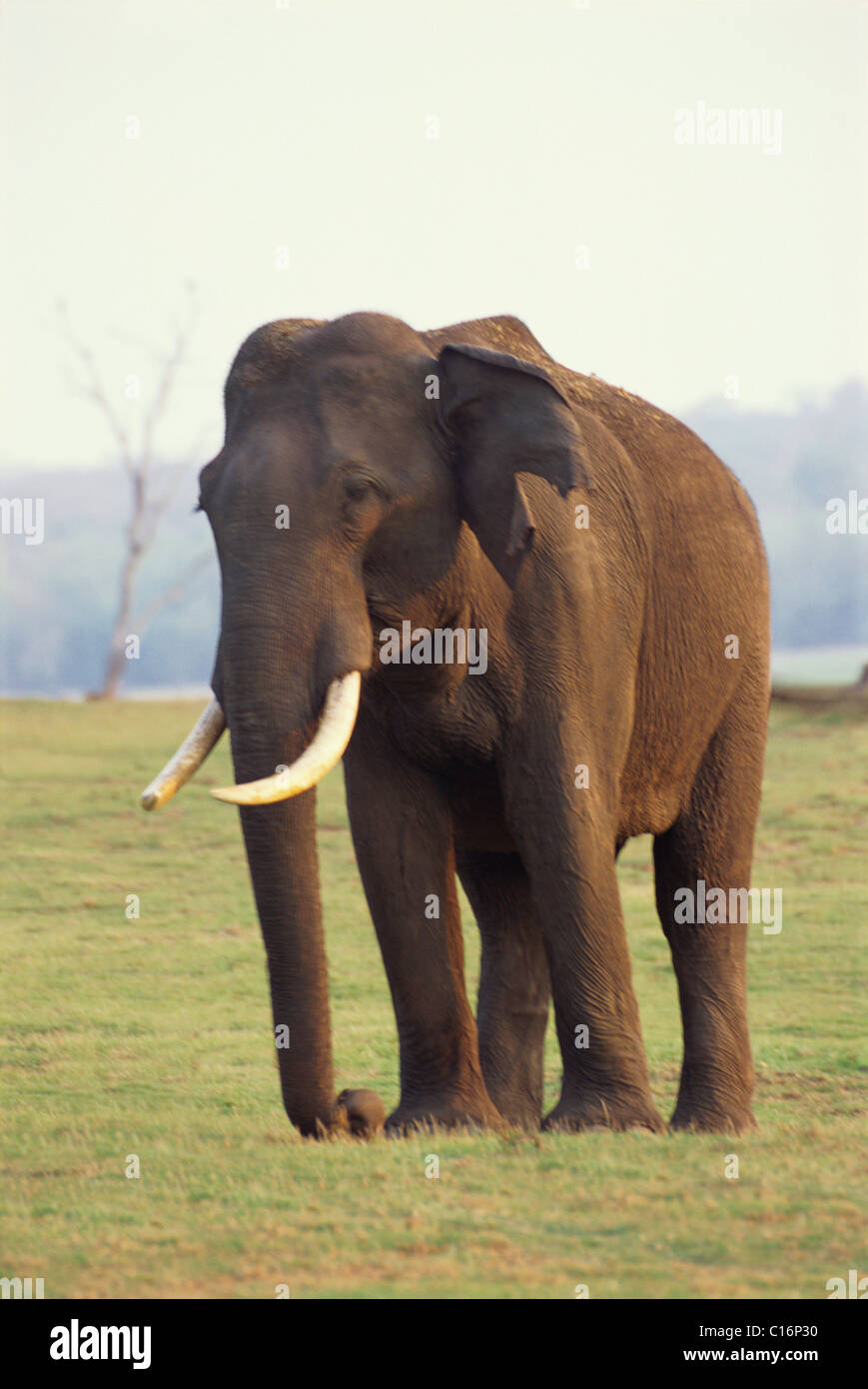 L'éléphant indien (Elephas maximus indicus) marche dans une forêt, Bandipur National Park, Chamarajanagar, Karnataka, Inde Banque D'Images