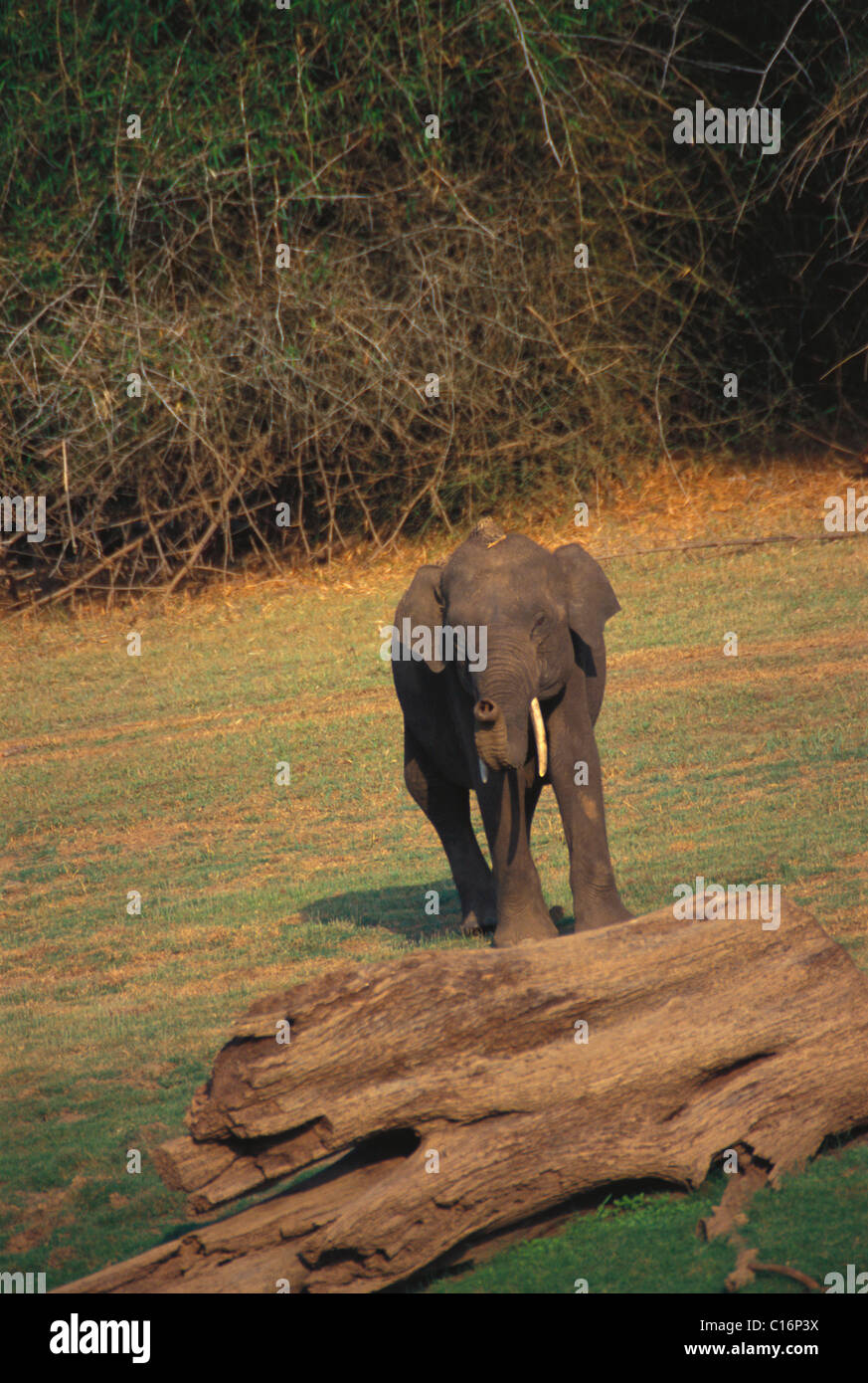 L'éléphant indien (Elephas maximus indicus) calf marcher dans une forêt, Bandipur National Park, Chamarajanagar, Karnataka, Inde Banque D'Images
