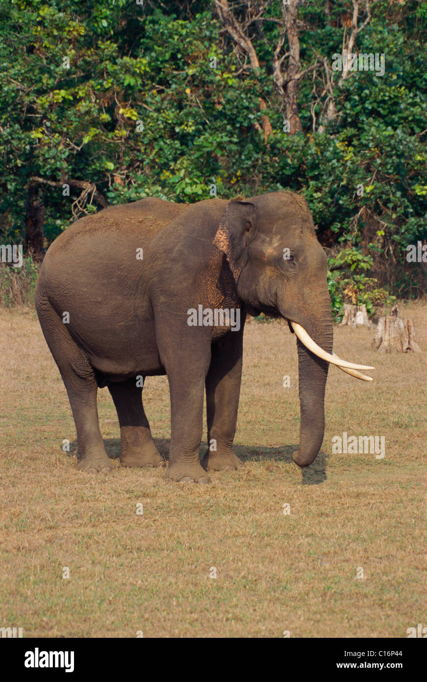 L'éléphant indien (Elephas maximus indicus) marche dans une forêt, Bandipur National Park, Chamarajanagar, Karnataka, Inde Banque D'Images