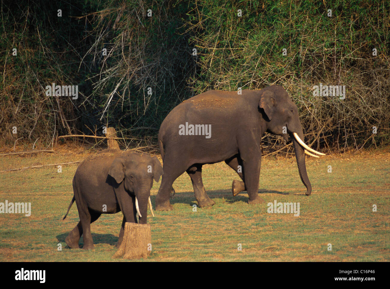 L'éléphant indien (Elephas maximus indicus) marcher avec un veau, Bandipur National Park, Chamarajanagar, Karnataka, Inde Banque D'Images