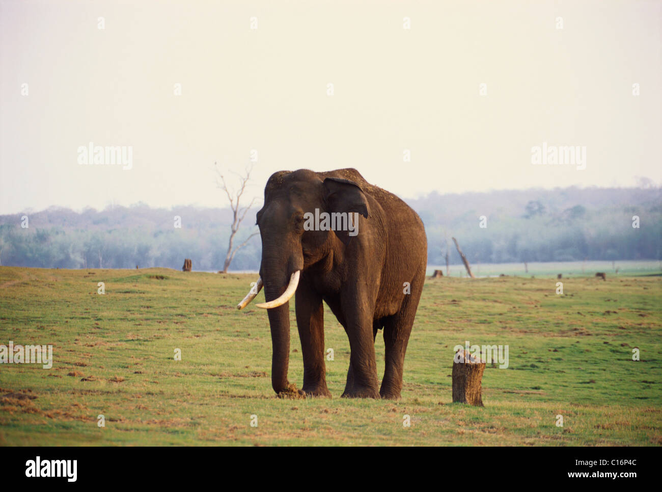 L'éléphant indien (Elephas maximus indicus) marche dans une forêt, Bandipur National Park, Chamarajanagar, Karnataka, Inde Banque D'Images